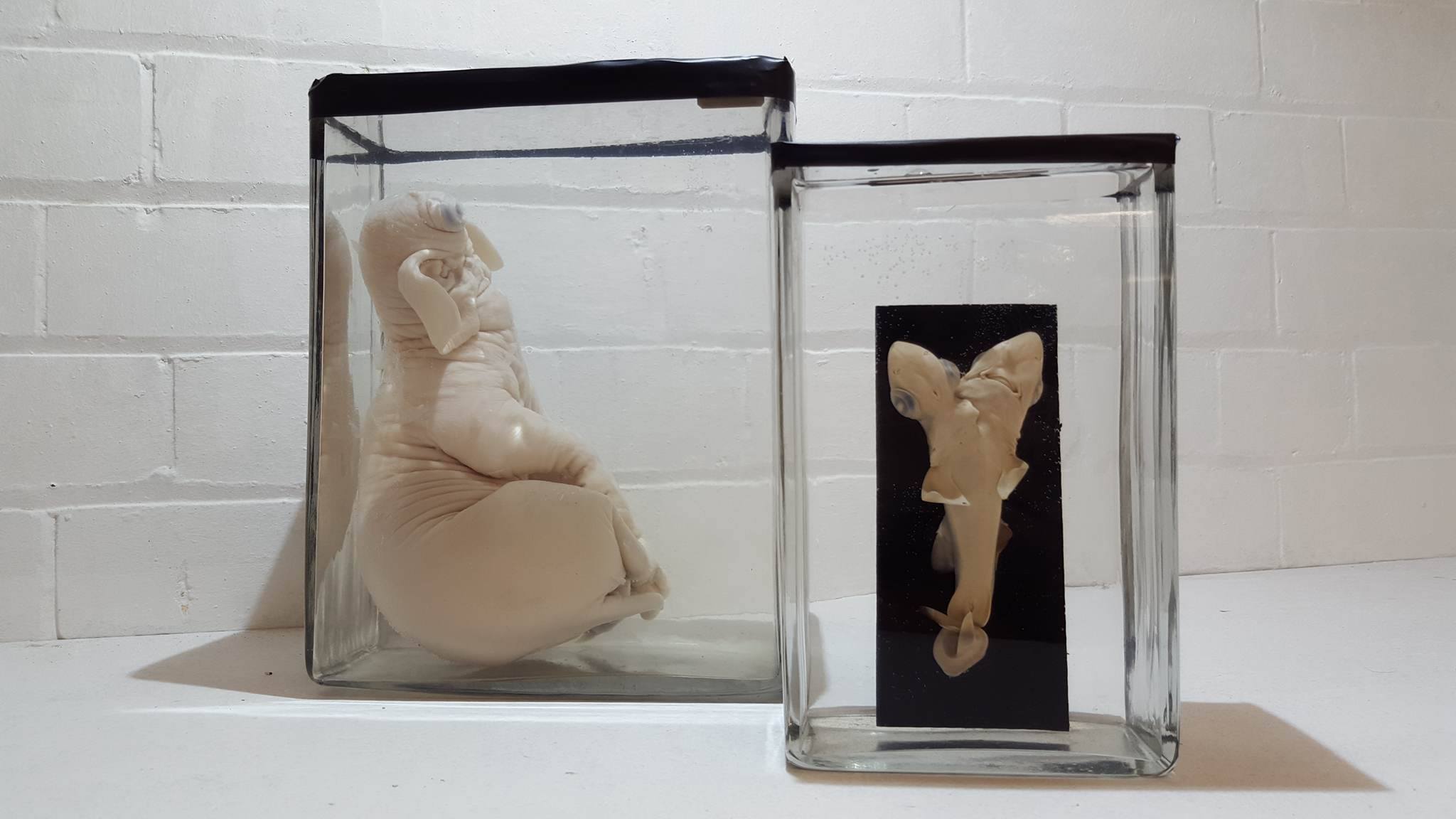 12755085_10153329929760913_1197680487_o (1)